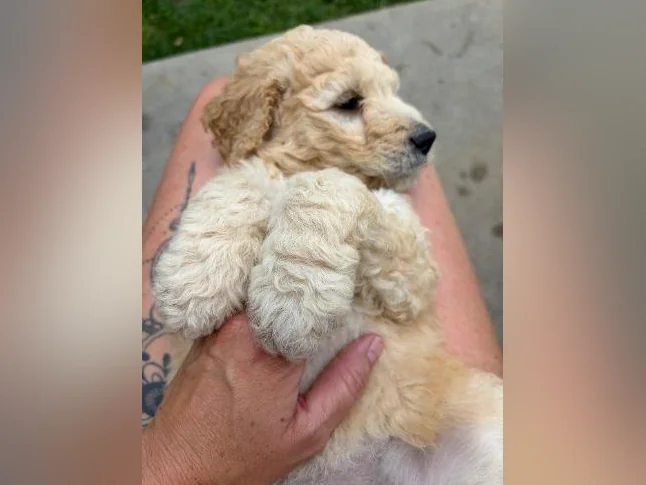 Goldendoodle 🐶♥️ thumbnail 5