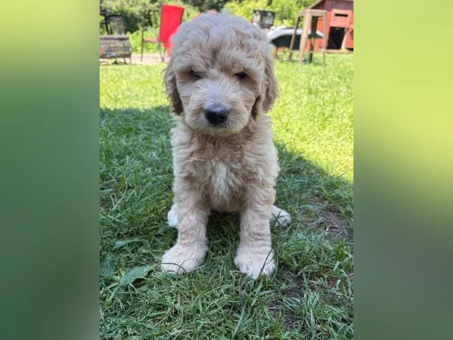 Goldendoodle 🐶♥️ thumbnail 2