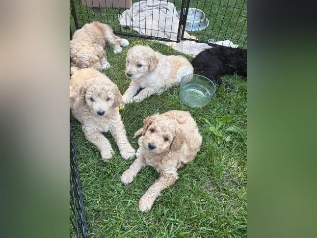 Goldendoodle 🐶♥️ thumbnail 7