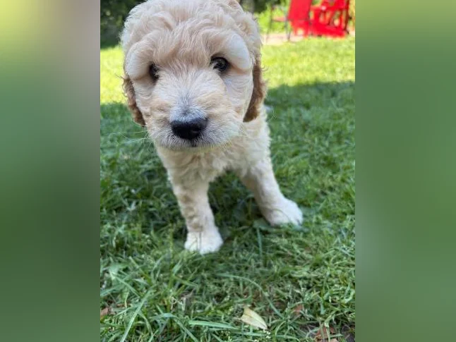 Goldendoodle 🐶♥️ thumbnail 3