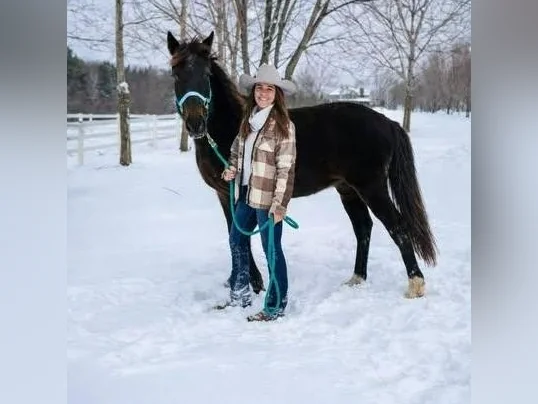 Standardbred de 16 ans A VENDRE