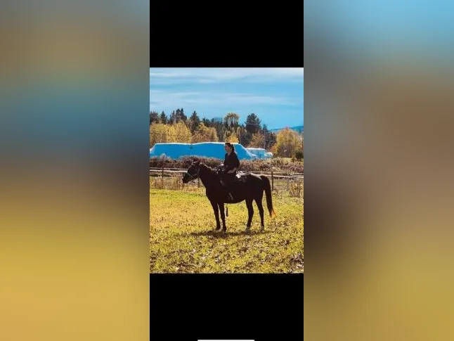 Standardbred de 16 ans A VENDRE thumbnail 4