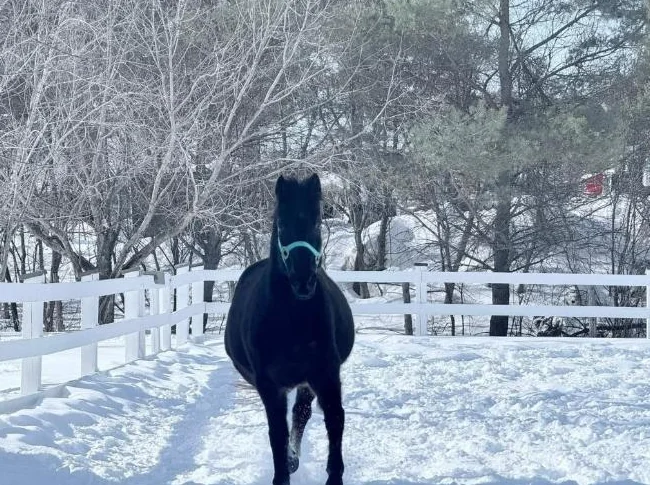 Standardbred de 16 ans A VENDRE thumbnail 2