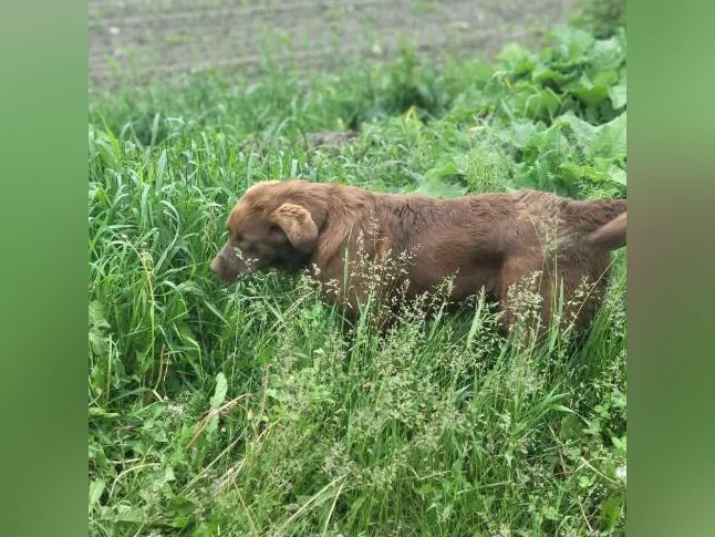 Chiot thumbnail 2