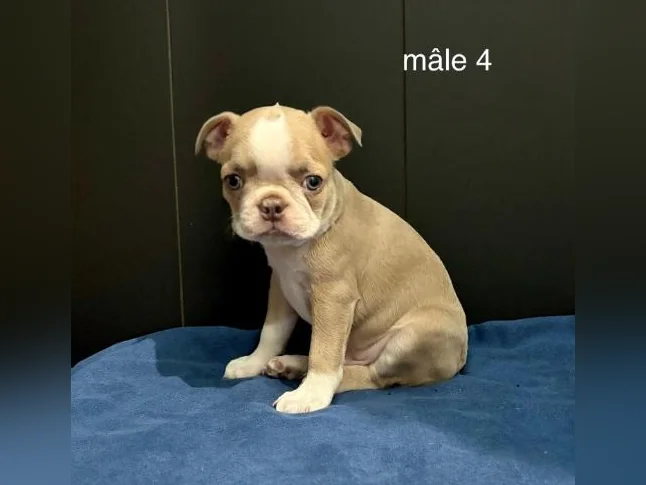 Magnifiques Chiots Boston Terrier