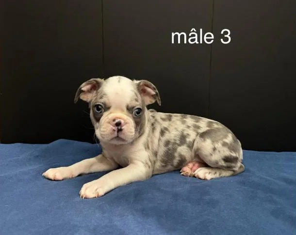 Magnifiques Chiots Boston Terrier thumbnail 4