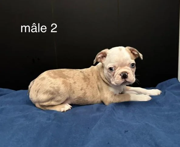 Magnifiques Chiots Boston Terrier thumbnail 3