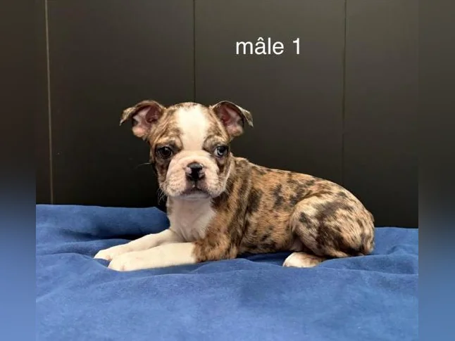 Magnifiques Chiots Boston Terrier thumbnail 2