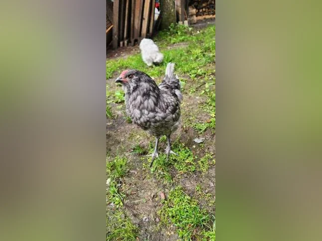 Coq Ameraucana 3 mois thumbnail 3