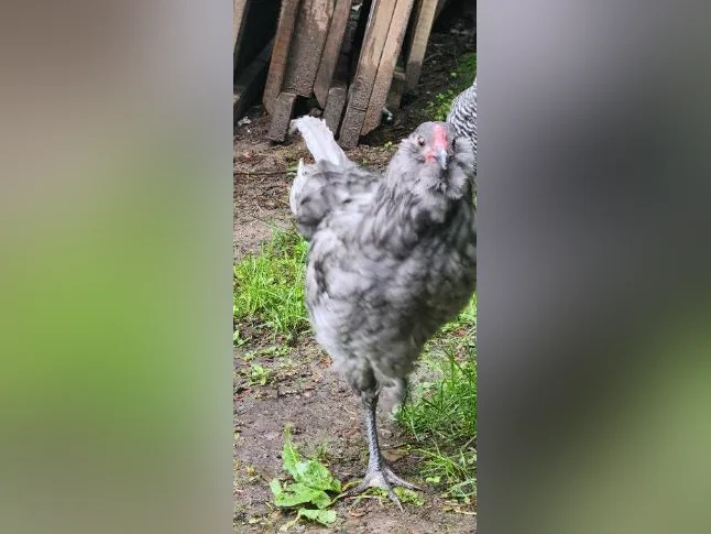 Coq Ameraucana 3 mois