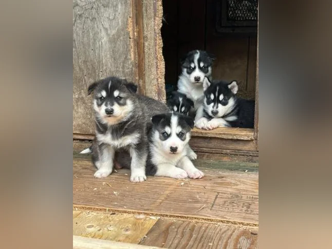 Adorable portée de chiots husky sibérien thumbnail 5