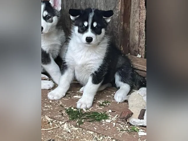 Adorable portée de chiots husky sibérien