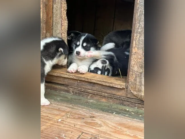 Adorable portée de chiots husky sibérien thumbnail 7