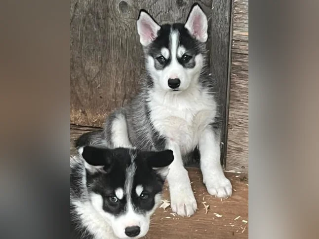 Adorable portée de chiots husky sibérien thumbnail 8