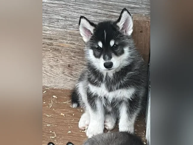 Adorable portée de chiots husky sibérien thumbnail 3