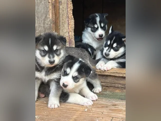 Adorable portée de chiots husky sibérien thumbnail 6