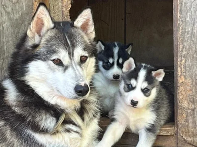 Adorable portée de chiots husky sibérien thumbnail 4