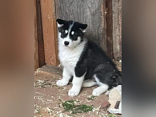 Adorable portée de chiots husky sibérien thumbnail 2