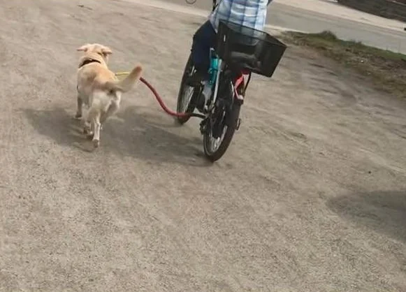 Laisse chien pour vélo