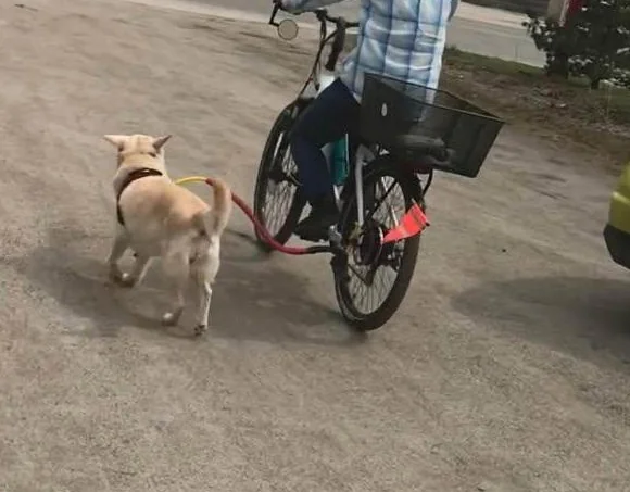 Laisse chien pour vélo thumbnail 3