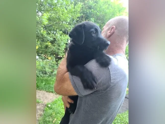 5 bébés chiens mélange de Labrador Chocolat et Berger Allemand prêts à partir thumbnail 8