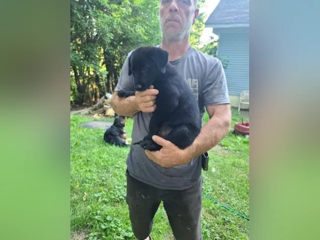 5 bébés chiens mélange de Labrador Chocolat et Berger Allemand prêts à partir thumbnail 5
