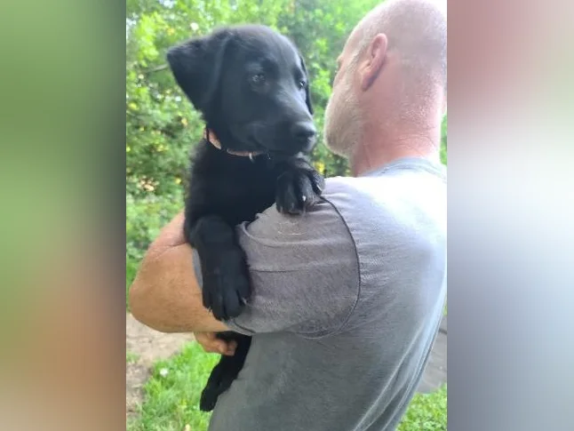 5 bébés chiens mélange de Labrador Chocolat et Berger Allemand prêts à partir thumbnail 6