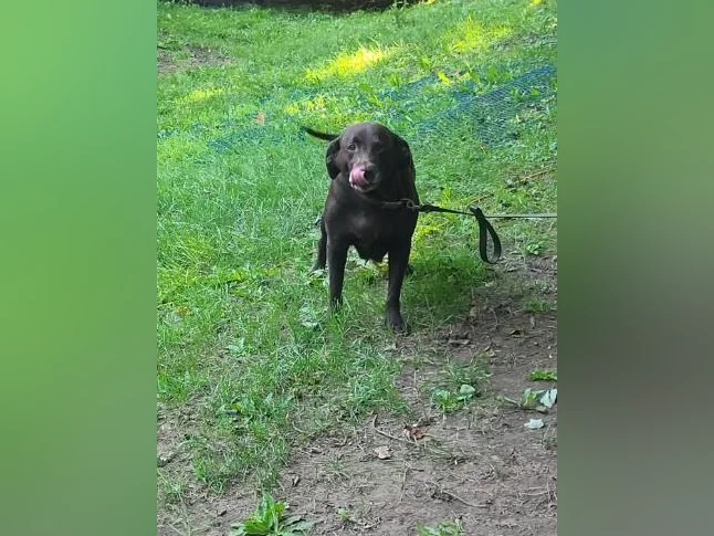 5 bébés chiens mélange de Labrador Chocolat et Berger Allemand prêts à partir thumbnail 2