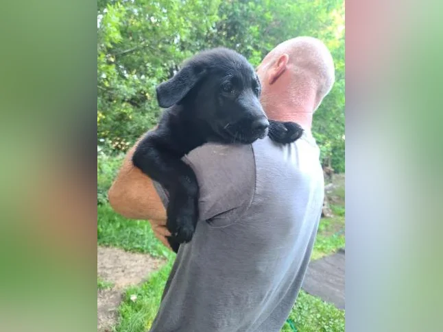 5 bébés chiens mélange de Labrador Chocolat et Berger Allemand prêts à partir thumbnail 4