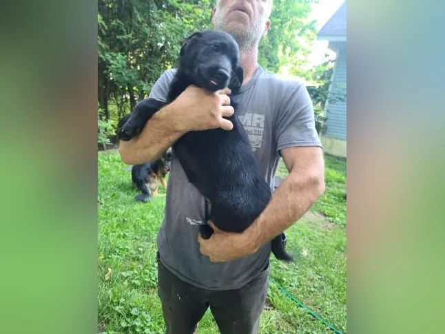5 bébés chiens mélange de Labrador Chocolat et Berger Allemand prêts à partir thumbnail 3