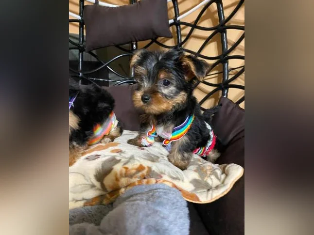 yorkshire terrier thumbnail 7