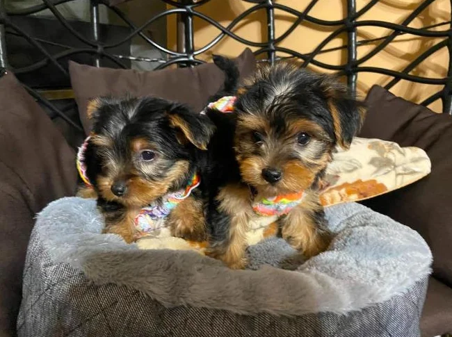 yorkshire terrier thumbnail 6