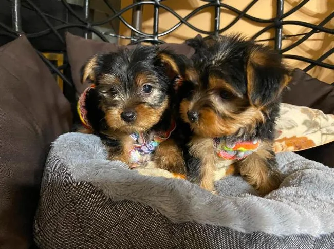 yorkshire terrier thumbnail 9