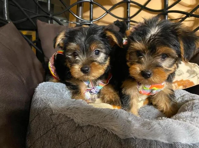 yorkshire terrier thumbnail 2