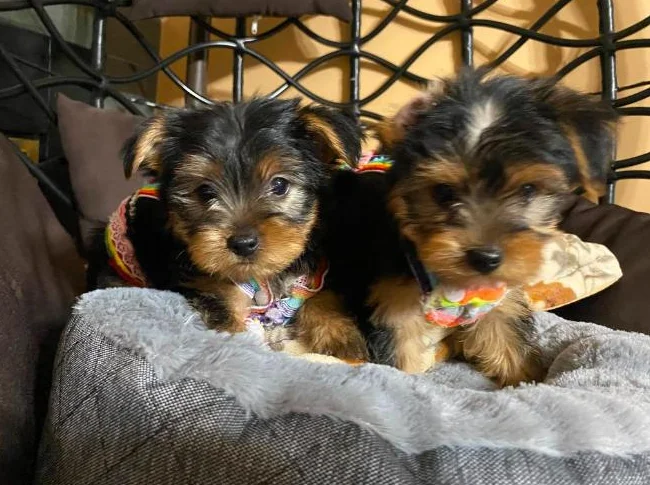 yorkshire terrier thumbnail 3