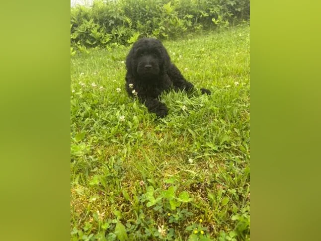 Magnifique portée de Goldendoodle thumbnail 2