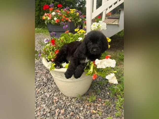 Magnifique portée de Goldendoodle thumbnail 3