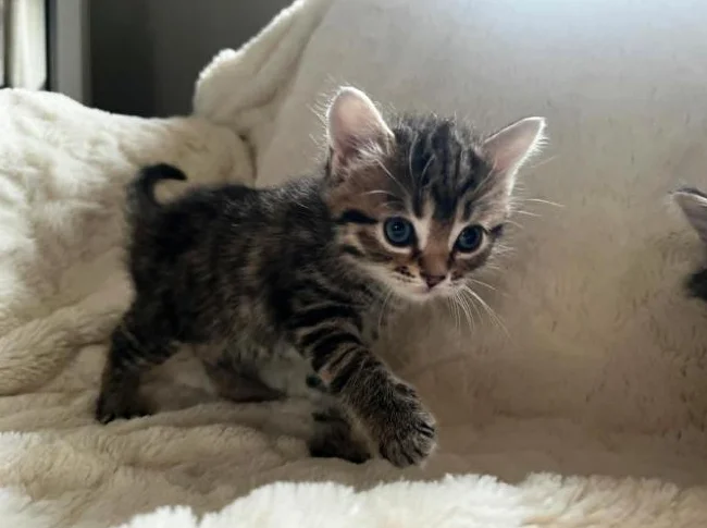 Chatons magnifiques a vendre thumbnail 5