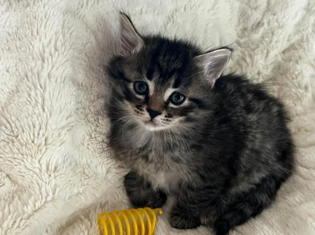 Chatons magnifiques a vendre thumbnail 4
