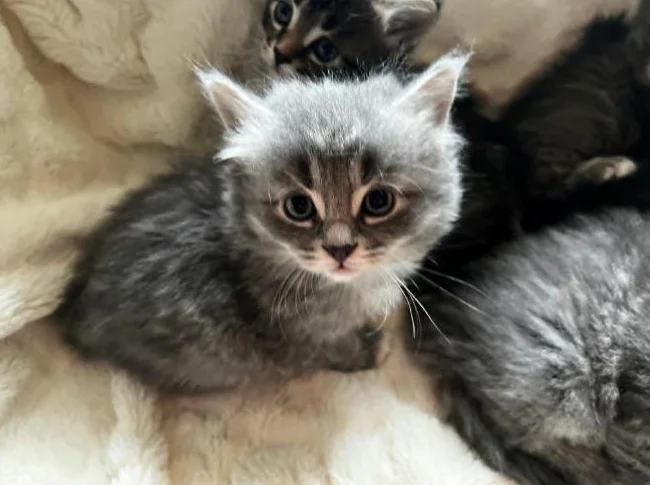 Chatons magnifiques a vendre