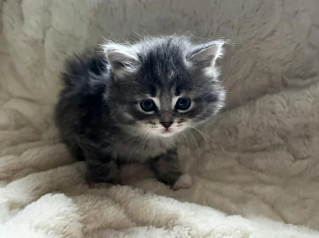 Chatons magnifiques a vendre thumbnail 3
