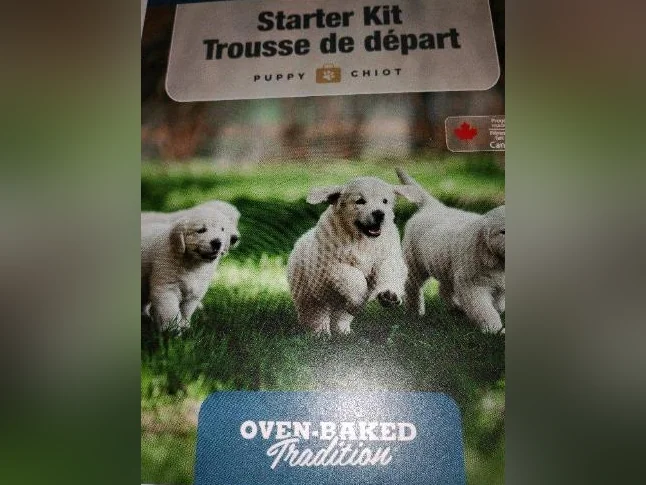 Prêt à partir le 11 juillet Teckels miniatures Dachshunds READY TO GO thumbnail 10