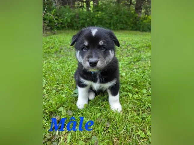 4 Chiots samsky a vendre (samoyède x husky) thumbnail 10
