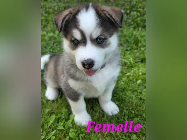 4 Chiots samsky a vendre (samoyède x husky) thumbnail 7