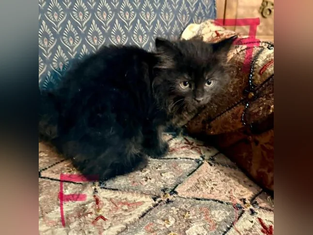 Magnifiques Chatons à Adopter thumbnail 7