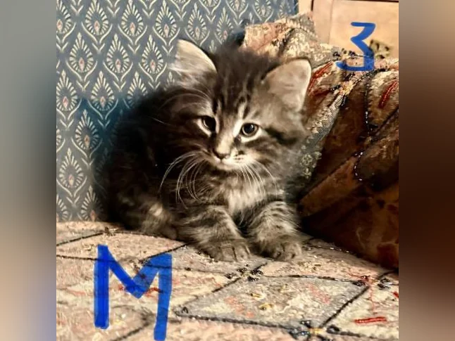 Magnifiques Chatons à Adopter thumbnail 3