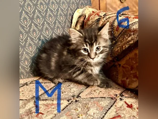 Magnifiques Chatons à Adopter thumbnail 6