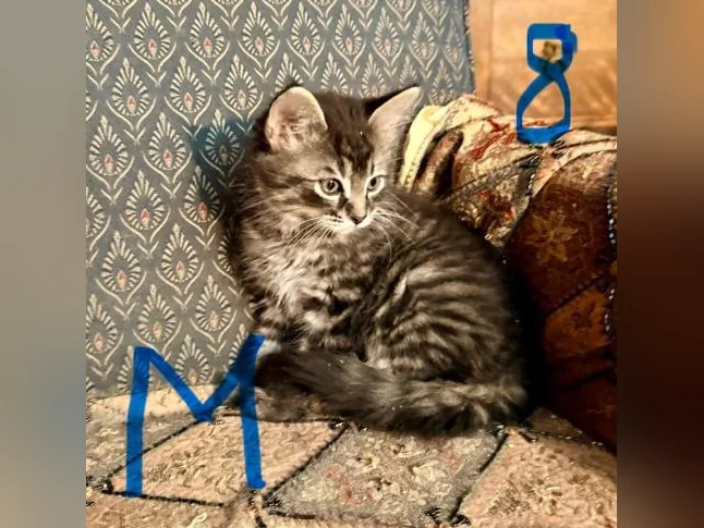 Magnifiques Chatons à Adopter thumbnail 8