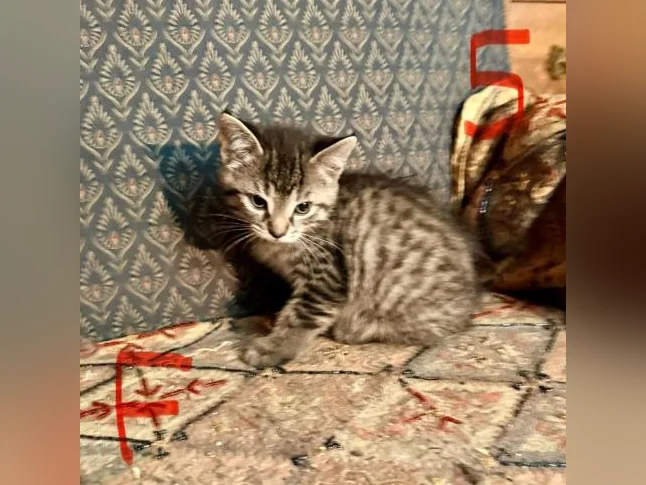 Magnifiques Chatons à Adopter thumbnail 5