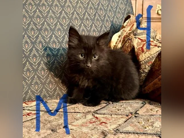 Magnifiques Chatons à Adopter thumbnail 4